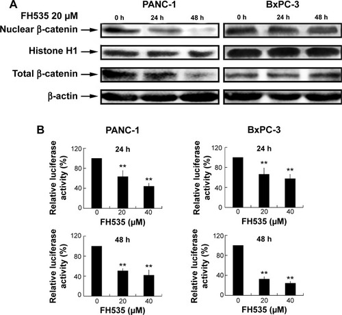 Figure 1 FH535 suppressed the Wnt/β-catenin pathway in pancreatic cancer cells.