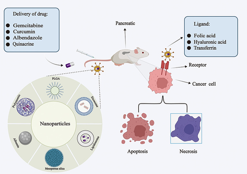 Figure 1 Application of nanoparticles in drug delivery for pancreatic cancer. In the treatment of pancreatic cancer, nanoparticle-based delivery of therapeutic drugs could deliver drugs to tumor tissues more specifically and efficiently and reduce side effects of the drugs compared with traditional therapeutic drugs. The surface of nanoparticles modified with specific ligands might precisely target tumor tissue and kill tumor cells.