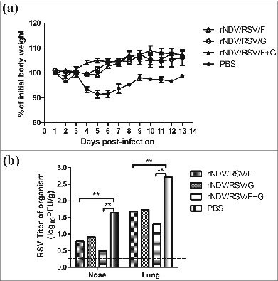 Figure 5. Protection of VLPs in BALB/c mice challenged with RSV strain A2. Groups of mice (n = 16) were immunized i.n. with rNDV/RSV/F, rNDV/RSV/G, or rNDV/RSV/F+G and then challenged with RSV A2 (1.5 × 106 PFU) by intranasal inoculation on day 14 after boost. (A) Mice were measured for body weight changes over a 2-week period. (B) The nasal extracts and lungs of 6 mice per group among the 3 vaccination and control groups were collected on day 6 post-challenge. Viral loads in tissue homogenates were determined by the plaque assay using HEp-2 cells. *P < 0.05 and **P < 0.01.