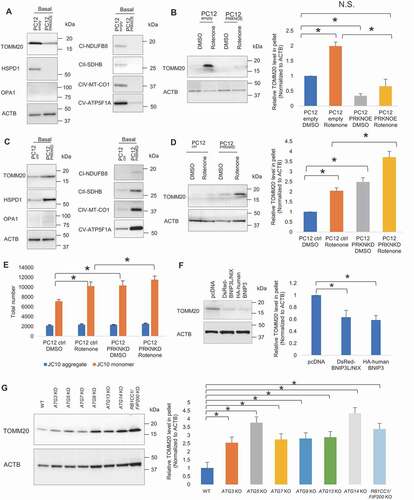 Figure 3. Mitophagy regulators modulate extracellular mitochondria release. (A) Representative western blot of TOMM20, HSPD1, OPA1, CI-NDUFB8, CII-SDHB, CIV-MT-CO1 and CV-ATP5F1A relative to ACTB in CM-derived pellet collected following extended non-treated condition (24 h). (B) Representative western blot of TOMM20 in CM-derived pellet collected following brief DMSO and rotenone-treated condition (4 h). PRKN overexpression suppresses extracellular mitochondria release under extended non-treated condition (24 h) and brief DMSO and rotenone-treated condition (4 h). (C) PRKN knockdown elevates extracellular mitochondria release under extended non-treated condition (24 h) and (D) brief DMSO and rotenone-treated condition (4 h). (E) Quantification of total number of healthy and depolarized mitochondria released by DMSO and rotenone-treated control and PRKN knockdown cells. One-way ANOVA, Tukey’s test, n = 3 for each group, * p < 0.05. (F) Representative western blot and densitometry showing TOMM20 relative to ACTB in CM-derived pellet of control, BNIP3L/NIX and BNIP3 overexpressing PC12 cells following extended non-treated condition. (G) Representative western blot and densitometry showing TOMM20 relative to ACTB in CM-derived pellet of HeLa WT, ATG3 KO, ATG5 KO, ATG7 KO, ATG9 KO, ATG13 KO, ATG14 KO, RB1CC1/FIP200 KO cells following extended non-treated condition. One-way ANOVA, Dunnett’s test, n ≥ 3 for each group, * p < 0.05