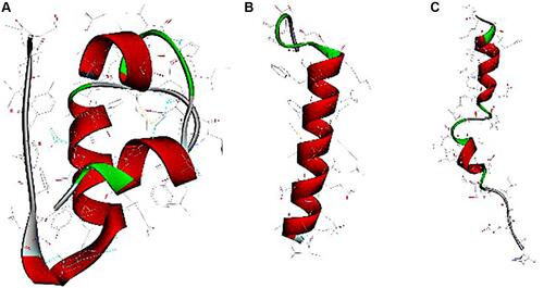 Figure 1 Computer-generated images of insulin (A), exenatide (B) and liraglutide (C).