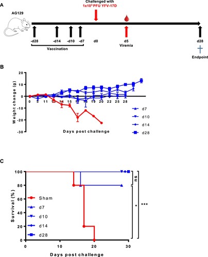 Figure 2. Time to protection from YFV-17D-induced weight loss and mortality (i.e. euthanasia) after YF-ZIKprM/E vaccination in AG129 mice. (A) Schematic representation of the time to protection of YF-ZIKprM/E against YFV-17D in AG129 mice. (B) Groups of 6–8 weeks old AG129 mice were either sham-vaccinated (n = 5) or i.p. vaccinated (n = 5/group) with 1 × 104 PFU of YF-ZIKprM/E at different time points (days 28, 14, 10, 7) prior to challenge with 1 × 103 PFU of YFV-17D. Weight and the general condition was monitored for the next 28 days. (C) Survival of sham-vaccinated (red) and YF-ZIKprM/E vaccinated (blue) mice following i.p. challenge with YFV-17D. Data presented as means ± SEM. Log-rank (Mantel-Cox) test was used to assess statistical differences in survival rates between sham-vaccinated and YF-ZIKprM/E vaccinated mice. P-values < 0.05 were considered statistically significant. *P < 0.05, ***P < 0.001, ns = non-significant.