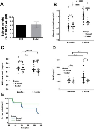Figure 2. (A) There was no difference in spleen weights between control and Endari-treated SCD mice; Endari improved intestinal permeability as evident form (B) significant reduction in the serum LPS in SCD; and (C) FITC-Dextran 4 kDa recovery in serum; (D) No difference was observed in serum iFABP between the two treatment groups; (E) Probability of survival using the Kaplan-Meier estimator, showing improved survival in Endari-treated mice (77.8%) compared to non-Endari-treated mice (38.9%).