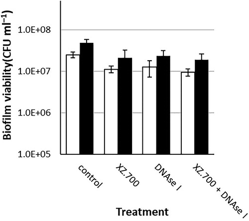 Figure 4. Comparison of the effect of 4 h exposure to XZ.700 (25 µg ml−1), DNase I (50 U ml−1) and both combined, on the viability of 24 h-old (white bars) and 48 h-old (black bars) MRSA biofilms. *Significant reduction in biofilm viability compared with the respective no-treatment controls, p < 0.05.