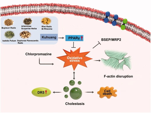 Figure 9. Kuhuang alleviates CPZ-induced TE liver injury by activating PPARγ dependent antioxidant pathway.