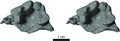 FIGURE 3 Stereophotograph of grayscale cast of Pekania occulta holotype (JODA 15214). Scale bar equals 1 cm.