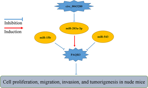 Figure 1 The miRNAs-PAQR3 signaling pathway in cancer progression.