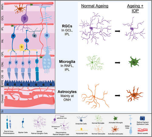 Figure 2. Retinal ganglion cell (RGC) and glial adaptations with ageing and intraocular pressure (IOP). With age, RGCs show reduced complexity along with evidence of an attenuated capacity for IOP induced morphological changes. Microglia, astrocytes and perhaps Müller cells in older eyes take on a more proinflammatory state and appear to show a slower but more exaggerated response to IOP elevation. RNFL, retinal nerve fibre layer; GCL, ganglion cell layer; IPL, inner plexiform layer; INL, inner nuclear layer; OPL, outer plexiform layer; ONL, outer nuclear layer; IS, photoreceptor inner segment layer; OS, photoreceptor outer segment layer; RPE, retinal pigment epithelium; Br, Bruch’s membrane; Sc, sclera; ONH, optic nerve head.