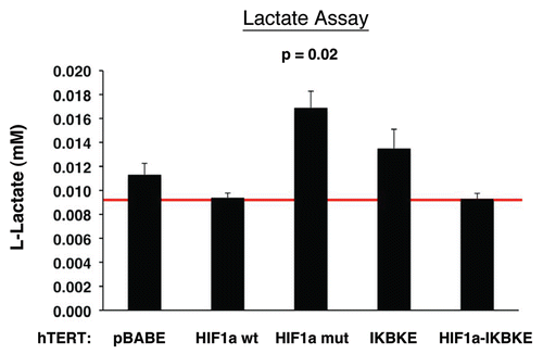 Figure 7 Lactate accumulation in activated HIF1a transfected fibroblasts. hTE RT fibroblasts expressing HIF1a (wild-type or mutationally activated) or IKBKE were grown in tissue culture media. Then, the media was harvested and subjected to a biochemical analysis to determine its lactate content. Note that fibroblasts expressing activated HIF1a secrete the most lactate (p ≤ 0.02), as expected. Similarly, fibroblasts expressing IKBKE also secrete more lactate, although it did not reach statistical significance. A red line indicates baseline levels of lactate relative to HIF1a wild-type.