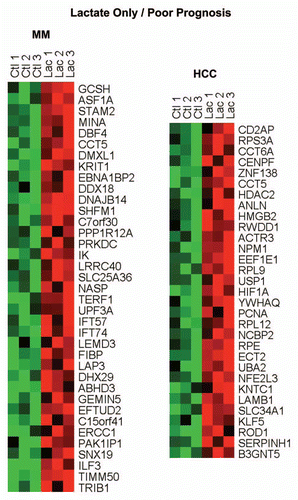 Figure 4 HeatMaps for the intersection between MCF7 lactate-specific genes and transcripts that are highly expressed in poor prognosis cancers. The lactate-specific gene profile showed significant overlap with two clinical gene signatures that predict poor outcome in and multiple myeloma (MM, 37 genes overlap) and liver cancer (HCC, 31 genes overlap). See Supplemental Tables 6 and 7 for the detailed lists.