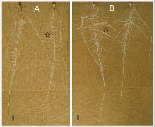 Figure 2. JA inhibits lateral root growth in maize seedlings. WT (A) and Mutant (B) seeds were grown on germination paper at 25°C under white light. Images were taken at sixth day after planting. opr7opr8 (B) showed more and longer lateral roots (indicated by arrows) than WT (A), and similar length of primary roots with WT. Scale bar indicates 1 cm.