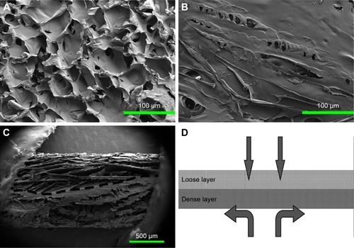 Figure 3 SEM images showing the morphologies of the ACS-CCM.Notes: (A) Image of the loose cross-linked collagen layer, (B) the dense chitosan layer, (C) the cross-section of the ACS-CCM, and (D) a schematic diagram of the cross-section.Abbreviations: SEM, scanning electron microscopy; ACS-CCM, aspirin-loaded chitosan nanoparticles contained in collagen-chitosan membranes.