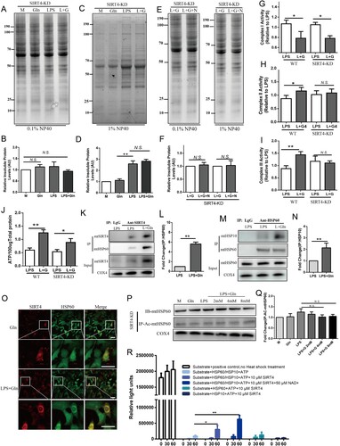 Figure 5. Gln enhances the assembly of the HSP60-HSP10 complex through deacetylation of HSP60 by SIRT4. (A-D) Mitochondrial proteins were extracted from SIRT4-KD AML-12 cells treated with LPS (200 ng/mL) and Gln (4 mM) alone or in combination, and the separation of insoluble aggregates after treatment with 0.1% (A, B) and 1% (C, D) Nonidet P-40 was evaluated using SDS-PAGE (4-15% gradient stain-free) gels to determine the effect of different treatments on total mitochondrial protein misfolding. (E-F) Mitochondrial proteins were extracted from SIRT4-KD AML-12 cells treated with LPS (200 ng/mL), Gln (4 mM), and HSP60 inhibitor (15 μM, Nonactin) alone or in combination, and the separation of insoluble aggregates after treatment with 0.1% (E) and 1% (F) Nonidet P-40 was evaluated using SDS-PAGE (4-15% gradient stain-free) gels to determine the effect of SIRT4-KD and HSP60 inhibition on total mitochondrial protein misfolding. (G-I) Changes in mitochondrial complexes I (G), II (H), and III (I) were evaluated in WT and SIRT4-KD AML-12 cells treated with LPS (200 ng/mL) or Gln (4 mM) alone or in combination. (J) Changes in ATP were evaluated in WT and SIRT4-KD AML-12 cells treated with LPS (200 ng/mL) or Gln (4 mM) alone or in combination. (K-L) AML-12 cells were treated with Gln alone or in combination with LPS, and then the interaction between SIRT4 and HSP60 was detected in vivo using CO-IP technology. M-N. AML-12 cells were treated with Gln alone or in combination with LPS, and then the interaction between HSP10 and HSP60 was detected in vivo using CO-IP technology. (O) AML-12 cells were treated with Gln (4 mM) alone or in combination with LPS (200 ng/mL), and then the co-localization of SIRT4 and HSP60 was observed using immunofluorescence technology. (P-Q) AML-12 SIRT4-KD cells were treated with LPS (200 ng/mL) alone or in combination with different doses of Gln (2, 4, 8 mM), and then the mitochondria were extracted to detect the protein expression of HSP60. After enriching the HSP60 protein using CO-IP, the acetylation modification of HSP60 was detected using an anti-acetylation antibody. (R) Using assay kits to determine the effects of SIRT4 and NAD+ on HSP60-HSP10 assembly. AU indicates arbitrary units with M or LPS + Gln normalized to 1, showing the relative changes in mitochondrial proteins after treatment of SIRT4-KD AML-12 cells with LPS alone or in combination with Gln. n = 3. Scale bar: 50 μm. * P < 0.05, ** P < 0.01, N.S. no significance.