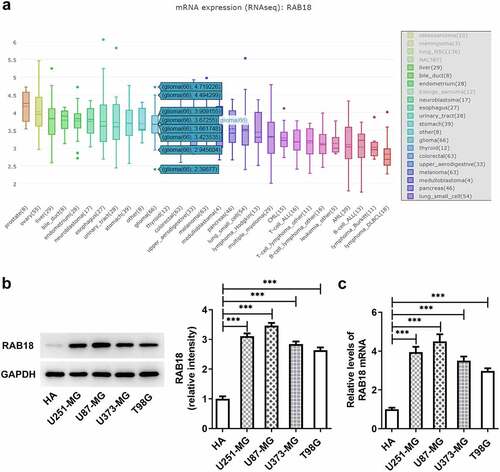 Figure 1. (a)the expression of RAB18 was analyzed through BioGRID4.2 database. (b–c)The protein and mRNA levels of RAB18 were detected through Western blotting and qPCR, respectively. ***p < 0.001