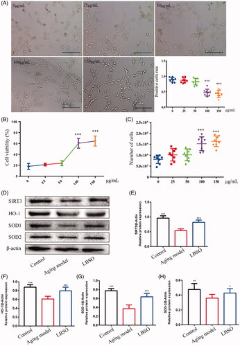 Figure 5. Optimal concentration of LBSO was screened in vitro. (A) TM4 cells were stained with β-galactosidase in the intervention of different concentrations of LBSO (magnification 100×), and the positive rate of cells in blue due to β-galactosidase. (B) The cell viability showed the ED50 of LBSO. (C) The number of TM cells was measured by CCK-8 in various concentrations of LBSO. (D) Representative Western blot image of SIRT3, HO-1, SOD-1, and SOD-2. (E–H) The relative expression of SIRT3, HO-1, SOD-1, and SOD-2 in testicular tissue. Densitometry was used to compare the expression levels. β-Actin was used as an internal loading control. All data were expressed as the mean ± SD, n = 10; *p < 0.05, ***p < 0.001, compared to the ageing model.