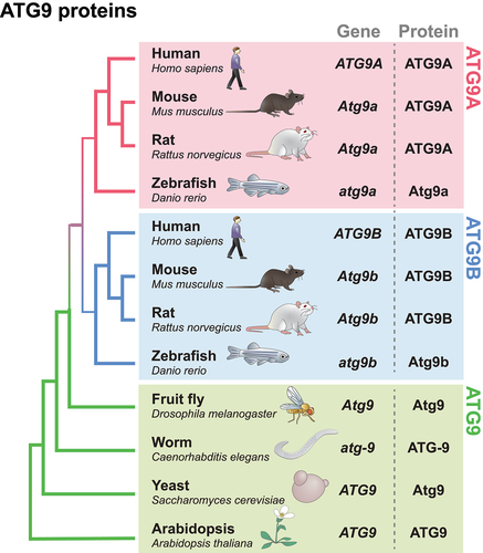 Figure 1. Cladogram and nomenclature of ATG9 proteins. The phylogenetic cladogram from a multiple sequence alignment of ATG9 proteins across different species. The amino acid sequences (NCBI) from each species were aligned using the alignment software MUSCLE [Citation17], and the phylogenetic tree was created using the maximum likelihood method in MegaX [Citation18] and then verified with panther tree viewer on ALLIANCE genome resources [Citation19] and the ensembl gene tree [Citation20]. The gene and protein nomenclature of each homolog are indicated on the right side. Notably, two homologs (A/B) are expressed in mammals and zebrafish, while only one homolog exists in flies, worms, yeast, and Arabidopsis.