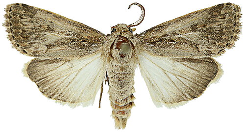 Figure 1. Species reference image of Spodoptera depravata. The image is referenced from the Bold Systems (Ratnasingham and Hebert Citation2007). Sample ID is SDNU-INS-04111. This figure is attribution noncommercial sharing. http://v3.boldsystems.org/index.php/Taxbrowser_Taxonpage?taxon=Spodoptera+depravata&searchTax=.