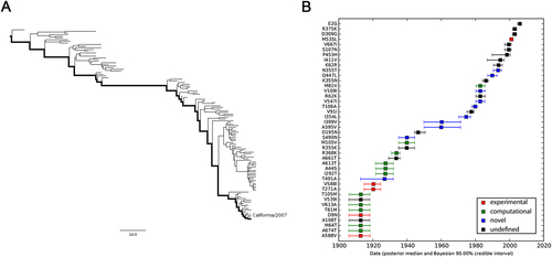 Fig. 5 MCC tree and mutational path of seasonal H1N1 IAV.a MCC tree of seasonal H1N1 IAVs circulated between 1918 and 2009. A total of 115 representative PB2 sequences were selected to reconstruct the tree by Bayesian phylogenetic inference. The evolutionary path from the MRCA to the most divergent descendant (A/California/6/2007) is highlighted in the tree. b Reconstructed mutational path from the MRCA to the most divergent descendant. The x and y axes represent the time scale and the mutations in the path, respectively. The median and 90% BCI of estimated date of each mutation are shown in the boxplot. Experimentally verified markers, computationally predicted markers, and novel markers are indicated in red, green, and blue, respectively