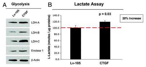Figure 2. Fibroblasts overexpressing CTGF show the induction of glycolysis. (A) Immunoblot analysis demonstrates that fibroblasts overexpressing CTGF display the increased expression of several enzymes involved in glycolysis (Enolase-1, LDH-A, LDH-B and LDH-C), relative to empty vector control cells. β-actin was used to assess equal protein loading. (B) An L-lactate assay was performed on cell culture media to confirm the functional role of the increased expression of the glycolytic enzymes. In fibroblasts overexpressing CTGF, the L-lactate production is significantly increased by 20%, as compared with the empty vector control. p < 0.05.