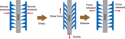 Figure 11. Schematic of the working mechanisms of the gripper with a microwedged surface to transport the glass plate.