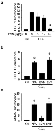 Figure 2. Suppression of hepatic fibrogenesis in vivo by EVN. (a) Female TG CCN2-EGFP mice received corn oil (1500 μl/kg) or CCl4 (175 μl in 1325 μl corn oil/kg) i.p. on Days 1, 3, 5, 7 and 9 plus 0–40 μg/g EVN i.p. on Days 2, 4, 6 and 8 prior to analysis on Day 10 of direct EGFP fluorescence in pieces of whole liver. (b) EGFP or (c) αSMA were detected by IHC in fixed liver sections after i.p administration of 0 (“N/A”) or 40 μg/g EVN or EVF in CCl4-treated male TG CCN2-EGFP mice, essentially as described in (a). n = 3 independent experiments (5 mice per group) performed in triplicate. *P < 0.01 versus oil.