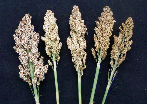 Figure 2.  Food-grade sorghum varieties show tremendous variation in grain color, weathering tolerance, and mold resistance under humid and/or wet conditions. Susceptible varieties produce grains and panicles with extensive molding (right) that result in dark-colored flours and food products. Grain mold resistant varieties (left) produce clean grains that result in light-colored flours and food products.