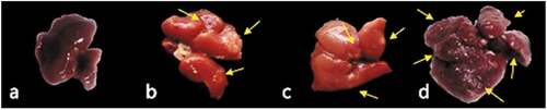 Figure 3. Liver gross morphology in HCC-bearing mice. (a) Normal, (b) HCC control, (c) HCC treated with metformin 25 mg/kg and (d) HCC treated with metformin 250 mg/kg.