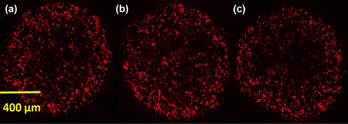 Figure 3. Distribution of TRITC–CA within PB-CA-SA microcapsules (a–c).