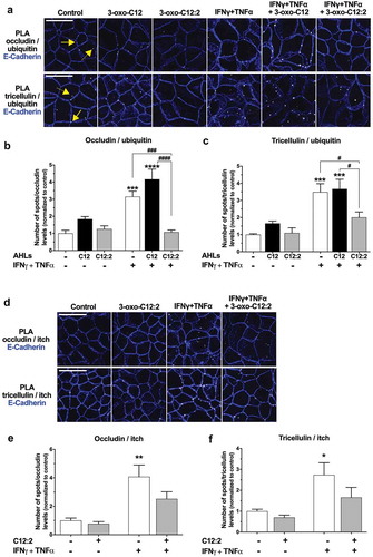 Figure 6. The 3-oxo-C12:2 AHL protects occludin and tricellulin from ubiquitination induced at the plasma membrane in presence of pro-inflammatory cytokines. Caco-2/TC7 cells were treated on their apical side by each AHL (150 µM, 48 h) or on their basal side by IFNγ+TNFα (50 ng/mL, 48h). Treatments were performed individually or in combination as indicated. (a-c) Ubiquitination levels of occludin or tricellulin were determined by Proximity Ligation Assay (PLA). (a) Representative fields of structured illumination microscopy images of PLA (white spots) between occludin and ubiquitin (top) or between tricellulin and ubiquitin (bottom). Cell-cell contacts are visualized by E-Cadherin immunofluorescence staining in blue. The solid line arrows show PLA spots localized at the plasma membrane while dashed line arrows show PLA spots localized within the intracellular space. Scale bar: 20 µm. (b) Quantification of the number of occludin/ubiquitin PLA spots normalized to occludin fluorescence levels. Results are expressed as ratio values normalized to the control condition (mean ± SEM of 2 or 3 replicates from 3 independent experiments, ordinary one-way ANOVA ****P < .0001). (c) Quantification of the number of tricellulin/ubiquitin PLA spots normalized to tricellulin fluorescence levels (mean ± SEM of 2 or 3 replicates from 3 independent experiments, ordinary one-way ANOVA ****P < .0001). (d-f) Interaction of occludin and tricellulin with the ubiquitin-ligase itch was determined by PLA. (d) Representative fields of structured illumination microscopy images from PLA between occludin and itch (top) or between tricellulin and itch (bottom). Cell contacts are visualized by E-Cadherin shown in blue. Scale bar: 20 µm. (e, f) Quantification of the number of occludin/itch PLA spots (e, mean ± SEM of 2 or 3 replicates from 3 independent experiments, ordinary one-way ANOVA ***P < .001) or tricellulin/itch PLA spots (f, mean ± SEM of 2 or 3 replicates from 3 independent experiments, ordinary one-way ANOVA **P < .01). Numbers of PLA spots are reported to occludin or tricellulin fluorescence levels and results are expressed as ratio values normalized to the control condition. For b, c,eand f, Holm-Sidak’s post tests: *P < .05, **P < .01, ***P < .001, ****P < .0001 vs. control; #P < .05, ###P < .001, ####P < .0001 vs. indicated conditions. C12 stands for 3-oxo-C12; C12:2 stands for 3-oxo-C12:2