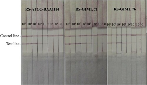 Figure 3. The sensitivity of the LFICS labelled with GNPs.