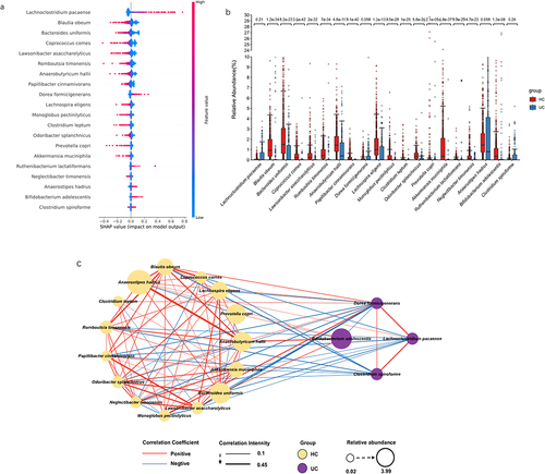 Figure 3. The SHapley additive exPlanations (SHAP) interpreter and species co-occurrence network (SCN) of the enterotype Lachnospiraceae (ET-L) queue deep neural network (DNN). (a) The SHAP interpreter was used to conduct the microbial-specific importance analysis in the DNN classifier. The middle line is biased to the left for the healthy controls (HC) classification and vice versa for the ulcerative colitis (UC) classification. The color of the scatter points represents the influence of the relative abundance of the feature on the classification. The variables used to train the DNN network were species of microorganisms significantly different in the UC and HC groups. (b) Box plot of the 20 taxons included in the SHAP beeswarm plot and the numbers indicated the significance level in the corresponding Wilcoxon rank sum test. (c) The SCN was constructed using important gut microbes in the DNN classifier. The SHAP importance was used to determine the top 20 bacteria, and the network diagram was drawn. It was determined whether it belonged to UC or HC according to the SHAP bee colony diagram and the mean value of UC and HC. All connections with a sparse correlation for compositional data (SparCC) correlation coefficient less than 0.1 were removed in the SCN. The red edges represent positive correlation, the blue represents negative correlation, the thickness represents the size of the absolute correlation coefficient, the yellow node represents the HC group, the purple represents the UC group, and the node size represents the relative abundance.