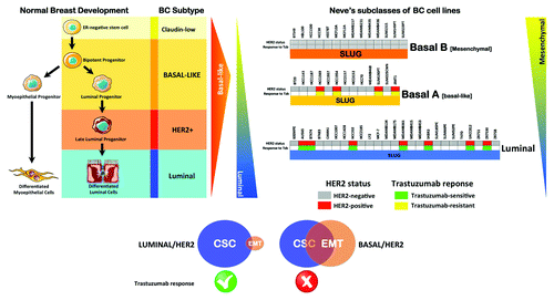 Figure 5. Refining HER2-positive breast cancer molecular taxonomy based on EMT/CSC features: From trastuzumab-responsive luminal/HER2 breast carcinomas to trastuzumab-refractory basal/HER2 breast carcinomas.