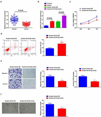 Figure 2. Restrained let-7d-5p is in LC; elevated let-7d-5p accelerates Huaier’s therapy on LC. (a) RT-qPCR detection of let-7d-5p in clinical samples; (b) RT-qPCR verification of the successful transfection; (c) CCK-8 detection of cell proliferation; (d) Flow cytometry detection of cell apoptosis; (e) Transwell detection of cell migration and invasion; (f) Matrigel tube formation test of the angiogenesis ability (200 ×); (C–F) after elevated let-7d-5p. Expression of the values was as mean ± SD (N = 3). * vs. the Huaier + mimic NC, P < 0.05. Attached Figure 2 Huaier represses the proliferation, migration, invasion and angiogenesis of H460 cells, but promotes apoptosis. (a) CCK-8 to detect the proliferation of cells in the Control and the Huaier groups; (B)Cell apoptosis in the Control and the Huaier groups detected by flow cytometry; (c) Transwell to detect the migration and invasion of cells in the Control and the Huaier groups; (d) Matrigel tube formation assay to detect angiogenesis in the Control and the Huaier groups (200 ×); The values were expressed as mean ± SD (cell experiments were repeated 3 times independently). One-way ANOVA was applied to calculate the significance of each group. The variance was corrected by Tukey test. * vs. the Control group, P < 0.05.