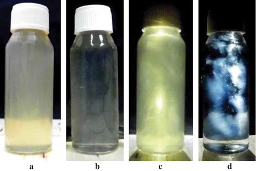 Figure 3. Solutions containing nanofibrils made of SPI from soybean var. Grobogan (a and c) and WPI (b and d). The pictures of c and d were taken by placing the solutions in between a cross-polariser.