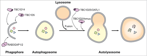 Figure 1. Schematic representation of RAB GAPs established to function in macroautophagy. TBC1D5, TBC1D14, and RAB3GAP1/2 function during autophagosome formation, and TBC1D2 and TBC1D25 support autophagosome-lysosome fusion. The TBC domain is depicted by dark purple globules. Note that this domain is missing in the heterodimeric RAB3GAP complex.