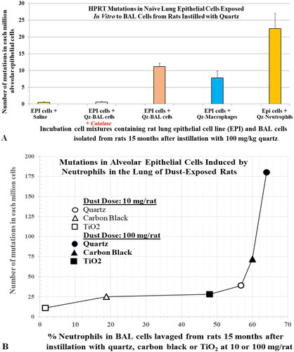 Figure 2. (A) Mutagenic effect of alveolar neutrophils or macrophages from quartz-instilled rats on epithelial cells in culture. (B) Relationship between the hprt mutation frequency in alveolar epithelium cells and severity of particle elicited inflammation (% neutrophils) in lungs of rats instilled with the test dusts at 10 mg/kg or 100 mg/kg. Standard deviations are not plotted; refer to original data for accuracy. Data courtesy of Driscoll, Deyo, et al. (Citation1997).