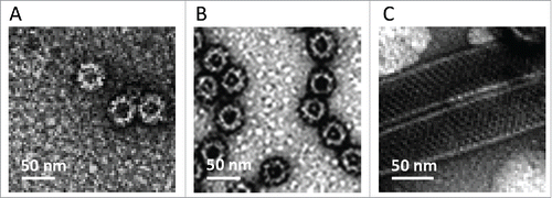 Figure 1. Electron micrographs of the highly purified NoV GII.4 VLPs (A), GI.3 VLPs (B) and recombinant RV VP6 protein (C) examined by FEI Tecnai F12 electron microscope (Philips Electron Optics, Holland) following negative staining with 3% uranyl acetate (pH 4.6).