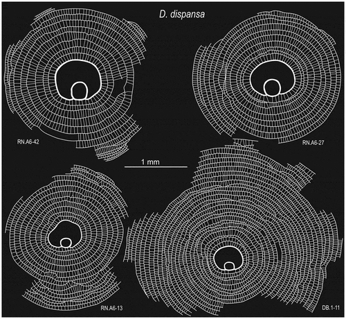 Figure 17. Equatorial sections of Discocyclina dispansa from the Pirkoh and Drazinda formations. Note that high early annuli are followed by lower and narrower ones. The sections do not illustrate the complete ontogeny.