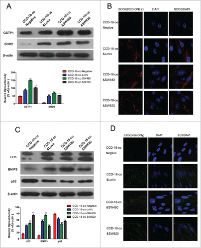 Figure 3. Expression of oxidative stress and autophagy related proteins in fibroblasts co-cultured with colorectal cancer cells were measured by western blot and immunofluorescence. (A) Expression of oxidative stress related proteins SOD2 and GSTP1 in CCD-18-co cells co-cultured with tumor cells, β-actin served as loading control. *P < 0.05 versus negative respectively, **P < 0.01 vs. negative respectively. (B) Immunofluorescence observation of SOD2 (red) in CCD-18-co cells co-cultured with tumor cells (63×). (C) Expression of autophagy related proteins LC3, BNIP3 and p62 in CCDs co-cultured with tumor cells. **P < 0.01 versus negative respectively. (D) Immunofluorescence observation of LC3 (green) in CCDs co-cultured with tumor cells (63×).