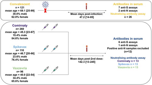 Figure 1. Graphical summary. Sera samples were extracted from a cohort of convalescent individuals (post-infection) or from a cohort of vaccinated individuals, after the second dose of vaccination (post-vaccination). Immunity levels were measured with commercial antibody assays (ELISA and CLIA) as well as a neutralising antibody assay with pseudovirus particles. Figure includes additions created with biorender.com.