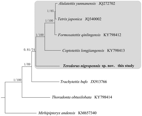 Figure 1. Phylogenetic tree obtained from ML and BI analysis based on 13 concatenated mitochondrial PCGs. Numbers on node are posterior probability (PP) and bootstrap value (BV). Species of Tetriginae are highlighted in gray.