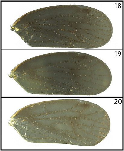 Figures 18–20. (18) Right tegmen of the carcass of male 1 (note veins SCR1, SCR2 and SCR3); (19) same, of the carcass of male 2 (note veins SCR1 and SCR2); (20); same, of the carcass of male 3 (note R1 and R2).