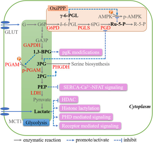 Figure 1 Key metabolites in glycolysis and oxidative PPP. Schematic representations of the biologic effects of those metabolites, including 1,3-BPG, 3PG, 2PG, PEP, lactate, γ-6-PGL and Ru-5-P, are in pink.
