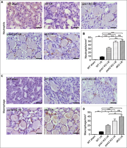 Figure 7. Pink1 and Park2 deficiency enhances inflammatory cell infiltration during renal I-R. pink1 KO, park2 KO, pink1 and park2 double-KO (dKO) and WT mice were subjected to renal I-R or sham operation (Sham) as above. Kidneys were collected and processed for immunohistochemical analysis of neutrophils and macrophages. (A) Representative images of neutrophil staining. Scale bar: 20 μm. (B) Quantification of neutrophil-positive cells. (C)Representative images of macrophage staining. Scale bar: 20 μm. (D) Quantification of neutrophil-positive cells. Error bars: SEM, n = 3. *p<0.05; **p<0.01; ***p<0.001; ns, not significant.