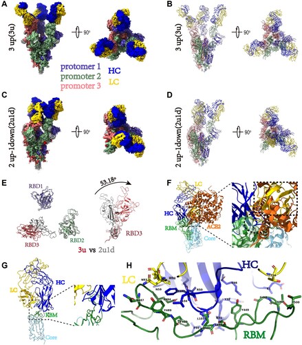 Figure 7. Cryo-EM structures of the SARS-CoV-2 S trimer in complex with B8-Fabs. (A) Side and top views of the Spike-B8 3u cryo-EM map showing 3 up RBDs each bound with a B8 Fab. Protomer 1, 2, and 3 are shown in slate blue, dark sea green, and India red, respectively. Heavy chain and light chain of the B8-Fab are in blue and gold, respectively. This color scheme was used throughout panels (A)-(E); (B) Side and top views of the Spike-B8 3u cryo atomic model; (C) Side and top views of the Spike-B8 2u1d cryo-EM map showing two up RBDs up (RBD-1 and RBD-2) and one RBD down (RBD-3), each bound to a B8-Fab; (D) Side and top views of the Spike-B8 2u1d cryo atomic model. (E) Structural comparation of RBDs between Spike-B8 3u (different colors) and Spike-B8 2u1d (gray); (F) ACE2 (chocolate color, PDB: 6M0J) may clash with the heavy chain (blue) and light chain (gold) of the B8-Fab. ACE2 and the Fab share overlapping epitopes on the RBM (dotted black circle), and the framework of the B8-VL appears to clash with ACE2 (dotted black frame). The RBD core and RBM are shown in light sky blue and green, respectively; (G) Atomic model of an RBD-B8 complex portion in cartoon mode, shown with the same color scheme as in (F); (H) The residues involved in interactions between B8 and the RBM. The heavy and light chain of the B8-Fab are in blue and gold, respectively. The RBM is shown in green.