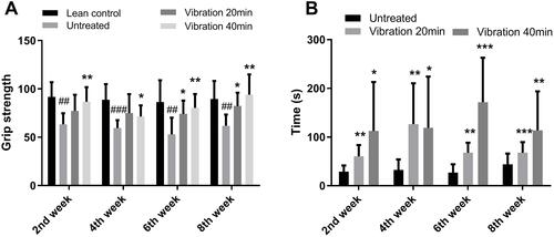 Figure 4 (A) Grip strength. (B) Time on rotarod.Notes: Data are expressed as mean ± SD. P-value <0.05 were considered significant. *P<0.05 vs untreated, **P<0.01 vs untreated, ***P<0.001 vs untreated. ##P<0.01 vs lean control, ###P<0.001 vs lean control.