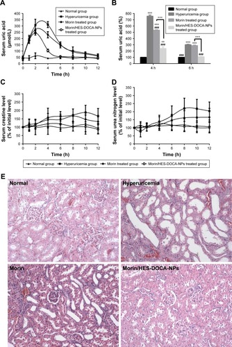 Figure 4 Therapeutic efficacy of Morin/HES-DOCA-NPs on oxonate potassium-induced hyperuricemia rats. (A) Serum uric acid level-time curves of rats under different treatment; (B) serum uric acid level of oxonate potassium-induced hyperuricemia rats after administration of Morin and Morin/HES-DOCA-NPs. The serum uric acid level of normal rats was set as 100%. Notations were the same as stated in (A). (C) Effect of Morin/HES-DOCA-NPs on serum creatine level of hyperuricemia rats; (D) effect of Morin/HES-DOCA-NPs on serum urea nitrogen level of hyperuricemia rats; (E) histological evaluation of rats kidney under different treatment.Notes: Normal group: rats without any treatment; Hyperuricemia group: given an intraperitoneal injection of potassium oxonate (250 mg/kg) at 0 h; Morin and Morin/HES-DOCA-NPs-treated group: intravenously given Morin solution and Morin/HES-DOCA-NPs at 2 mg/kg, respectively, 1 h after intraperitoneal injection of potassium oxonate. Results are presented as mean ± standard deviation (n = 10). **P < 0.01, ***P < 0.001, compared with normal group; ###P < 0.01, compared with hyperuricemia group; +++P < 0.001, compared with Morin treated group. Magnification: 200× (E).Abbreviation: Morin/HES-DOCA-NPs, hydroxyethyl starch-deoxycholic acid nanoparticles-loaded Morin.