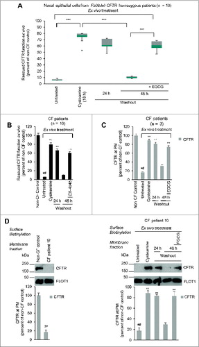 Figure 4. Effects of cysteamine and EGCG on surface CFTR in ex vivo cultured primary human nasal epithelial cells belonging to the enrolled F508del-CFTR homozygous CF patients. Freshly isolated brushed nasal epithelial cells were collected from 10 F508del-CFTR homozygous patients and cultured for 18 h with or without cysteamine (250 μM) and then kept for 24 or 48 h in medium or medium added with EGCG (80 μM). Brushed nasal epithelial cells from 5 non-CF healthy controls were cultured with medium alone. (A) Assessment of iodide efflux by a fluorescence assay (SPQ) upon stimulation with forskolin (Fsk) plus 3-Isobutyl-1-methylxanthine (IBMX). Rate of iodide efflux, expressed as percentage of values of 5 healthy controls. The analysis was performed on at least 50 cells per sample and per experiment. Mean ± SD of 3 experiments for each sample. °°°P < 0.001 (ANOVA). (B) Effect of incubation with CX-4549, instead of EGCG, during cysteamine washout. Assessment of iodide efflux. Mean ± SD of 3 experiments for each sample. °°P < 0.01 (ANOVA). (C and D) Effects of ex vivo treatment on CFTR protein levels at the PM of nasal epithelial cells. (C) Mean values of residual CFTR protein at the PM of patients No. 5, 6, and 10 of Table 1. The values are expressed as percentage of non-CF healthy control (considered as 100% of value). Mean values of 3 independent experiments for each sample; °°P < 0.01 compared to untreated, ##P < 0.01 compared to non-CF healthy control (ANOVA). (D) Left, representative blot of CFTR protein levels at the PM of nasal epithelial cells from one out of 5 non-CF control and one patient (No. 10 of Table 1) out of 3 patients analyzed. Right, representative blot of CFTR protein levels at the PM of nasal epithelial cells from patient No. 10 cultured ex vivo as indicated. Top, surface biotinylation followed by purification of streptavidin-bound PM proteins and immunoblot with anti-CFTR (clone CF3, Abcam). FLOT1 confirmed cell surface protein-specific localization. Bottom, densitometric measurement of the residual CFTR at the PM expressed as percentage of non-CF healthy control (100% of value) normalized to FLOT1 levels. Mean ± SD of triplicates of independent experiments; °°P < 0.01 compared to untreated, ##P < 0.01 compared to non-CF healthy control (ANOVA).