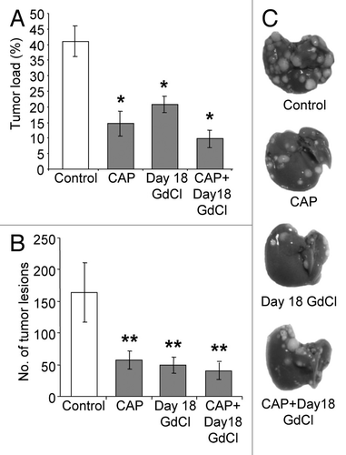 Figure 5. Late KC depletion did not alter the anti-tumor effects of ACE inhibition by captopril.Animals were administered gadolinium (GdCl) at day 18, with or without captopril (CAP). Solubilizing agent (saline) provided a control. Livers were collected at day 21. Quantitative stereological methods were used to determine (A) the percentage of tumor volume over total tumor-bearing liver volume and (B) the number of tumor nodules per liver. (C) Representative macroscopic images of treated tumor-induced livers. Results are expressed as mean values ± SEM. N = 6 animals for each group, *P ≤ 0.001 and **P < 0.05 when compared to controls.