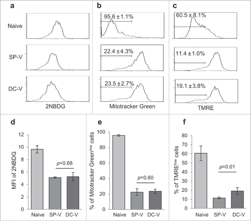 Figure 4. Glucose uptake and mitochondrial membrane potential of vaccine-primed pmel-1 cells. Mice were treated as described in the legend to Fig. 1. (a) Uptake of 2-NBDG in CD8+CD90.1+ cells was determined by flow cytometry. Mitochondrial mass (b) and membrane potential (c) in CD8+CD90.1+ pmel-1 cells evaluated by labeling with Mitotracker Green (b) and TMRE (c) staining. One plot from each group is depicted. Bar graphs indicate mean fluorescence intensities of 2-NBDG (d) and frequencies of Mitotracker Greenlow (e) and TMRElow (f) cells in CD8+CD90.1+ pmel-1 cells. Data are representative of two experiments with 5 mice per group.